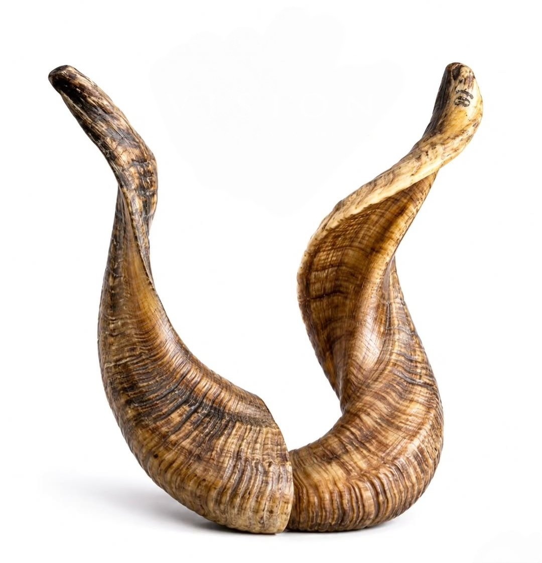 Buffalo horn  decor